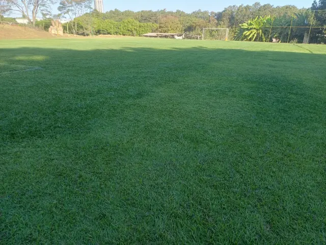 Detalhe da grama natural do campo society