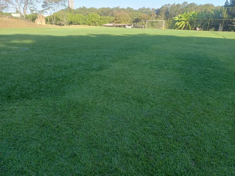 Detalhe da grama natural baixa e uniforme de um campo society